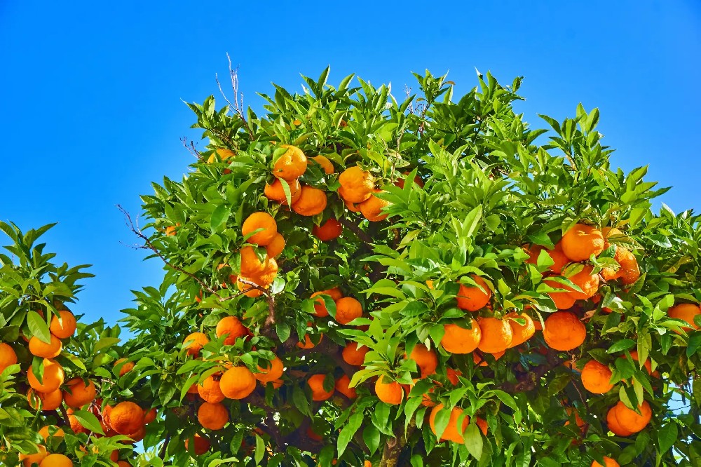 從雞糞到果渣，教你打造高效果園自用肥方案